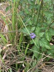 Stachytarpheta cayennensis