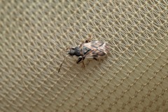 Taphropeltus nervosus