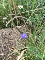 Stachytarpheta cayennensis