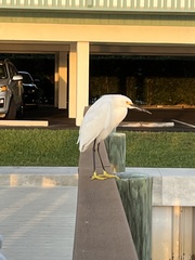 Egretta thula image