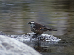 Cinclodes olrogi
