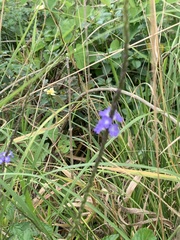 Stachytarpheta cayennensis