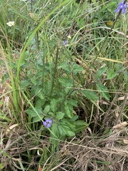 Stachytarpheta cayennensis