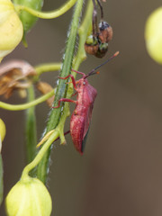 Athaumastus haematicus