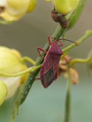 Athaumastus haematicus