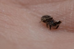 Macaroeris nidicolens