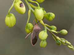 Athaumastus haematicus