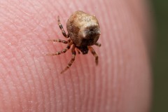 Phoroncidia hankiewiczi