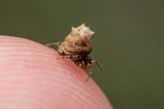 Phoroncidia hankiewiczi