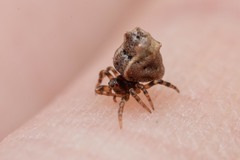 Phoroncidia hankiewiczi