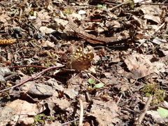 Pararge aegeria tircis