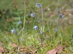 Myosotis