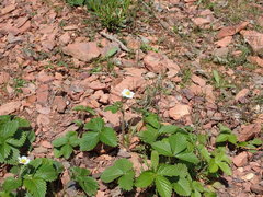 Fragaria vesca