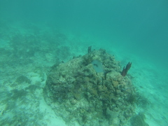 Trachinotus falcatus