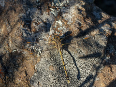 Progomphus joergenseni