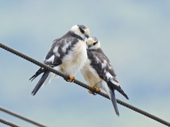 Pearl Kite photo 4