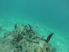Trachinotus falcatus