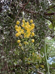 Cassia fistula