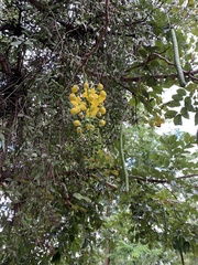 Cassia fistula