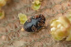 Nephus redtenbacheri