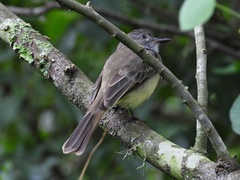 Myiarchus cephalotes