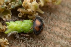 Nephus redtenbacheri