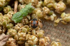 Nephus redtenbacheri