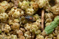 Nephus redtenbacheri