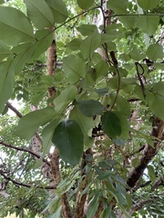 Cassia fistula