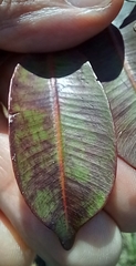 Hancornia speciosa