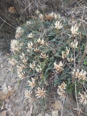 Astragalus monspessulanus