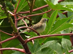Nesotriccus incomtus