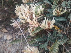 Astragalus monspessulanus