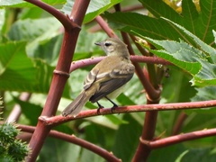 Nesotriccus incomtus