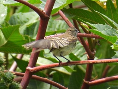 Nesotriccus incomtus