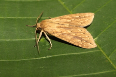 Leucanopsis cedon