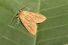 Leucanopsis cedon