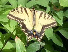 Papilio glaucus image