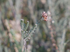 Erica tetralix