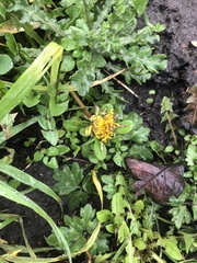 Taraxacum officinale