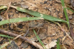 Arctosa perita