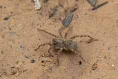 Arctosa perita