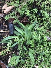 Plantago lanceolata