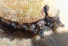 Haliotis walallensis