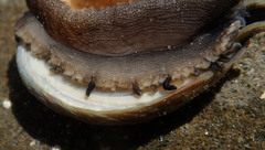 Haliotis walallensis