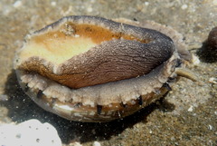 Haliotis walallensis