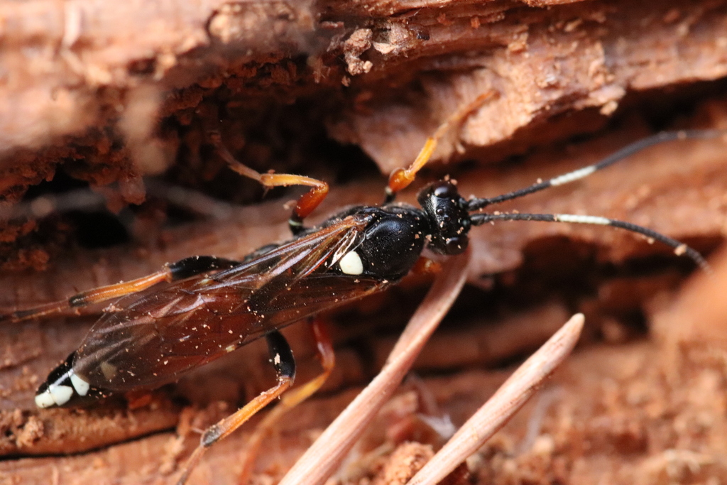 Diphyus raptorius
