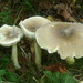 Tricholoma guldeniae - Photo (c) Ardenne &amp; Gaume, algunos derechos reservados (CC BY-NC), subido por Ardenne &amp; Gaume