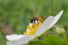 Lasioglossum lineatulum