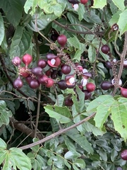 Paullinia pinnata
